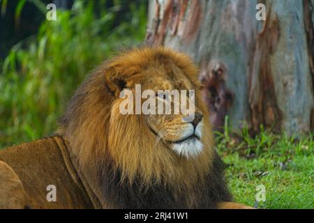 Ein junger afrikanischer Löwe liegt im Gras, das im Zoo ruht Stockfoto