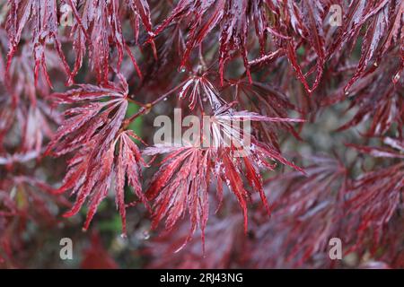 Japanischer japanischer Ahorn im Regen – ein asiatisches Design mit roten Blättern und Regentropfen. Perfekt für Liebhaber exotischer Pflanzen und Kulturen. Stockfoto