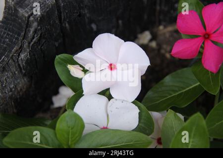 Ein lebendiges Bild einer Catharanthus-Pflanze in einer Gartenumgebung mit Blüten in zwei Farben, frischem weiß und hellem Pink Stockfoto