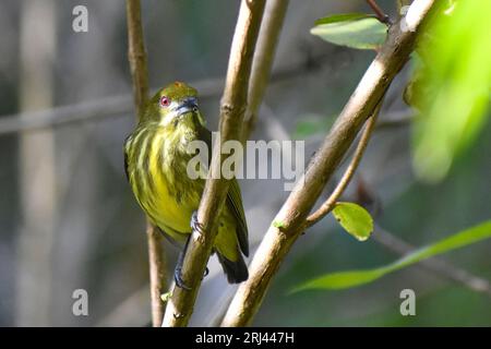 Ein kleiner grüner Vogel, der auf einem Baumzweig in einem üppigen, grünen Wald thront Stockfoto