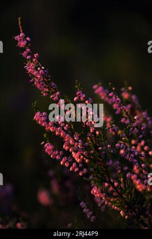 Blühende Heidekraut (Calluna vulgaris). Ritoniemenpää, Vehmersalmi, Kuopio, Finnland, 09.08.2023, 05:29 +03. Temperatur +15 °C, Wind SE 2 m/s. Stockfoto