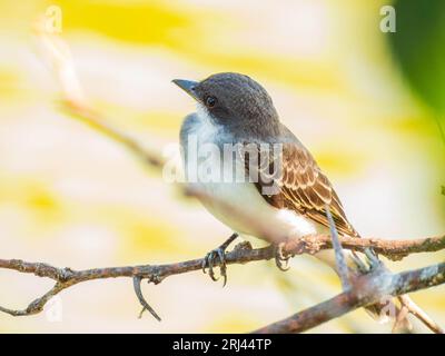 Nahaufnahme des Grauen Königsvogels in Oklahoma Stockfoto