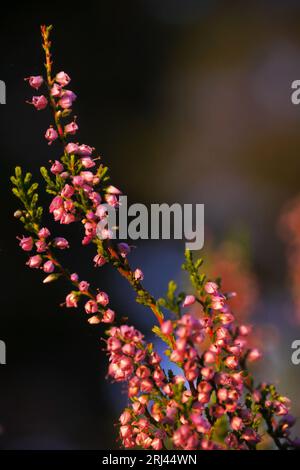 Blühendes Heidekraut (Calluna vulgaris). Ritoniemenpää, Vehmersalmi, Kuopio, Finnland, 11.08.2023, 05:51 +03. Temperatur +15 °C, Wind SE 2 m/s.. Stockfoto