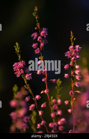 Blühendes Heidekraut (Calluna vulgaris). Ritoniemenpää, Vehmersalmi, Kuopio, Finnland, 11.08.2023, 06:04 +03. Temperatur +15 °C, Wind SE 2 m/s.. Stockfoto