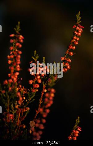 Blühendes Heidekraut (Calluna vulgaris). Ritoniemenpää, Vehmersalmi, Kuopio, Finnland, 18.08.2023, 05:45 +03. Temperatur +12 °C, Wind N 3 m/s.. Stockfoto