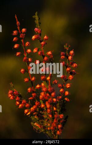 Blühendes Heidekraut (Calluna vulgaris). Ritoniemenpää, Vehmersalmi, Kuopio, Finnland, 20. August 2023 05:48 +03. Temperatur +12 °C, Wind N 1 m/s.. Stockfoto