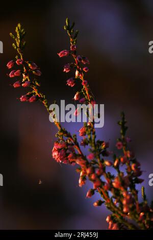 Blühendes Heidekraut (Calluna vulgaris). Ritoniemenpää, Vehmersalmi, Kuopio, Finnland, 20. August 2023 05:56 +03. Temperatur +12 °C, Wind N 1 m/s.. Stockfoto