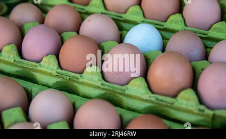 Weißes Ei steht in einem braunen Eierkarton Stockfoto