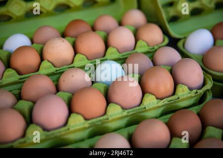 Bewirtschaften Sie frische Bio-Eier in Kartons auf einem Markt Stockfoto