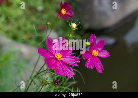 Eine Zusammenstellung von rosa Kosmos-Blüten, die auf grünen Sträuchern wachsen Stockfoto