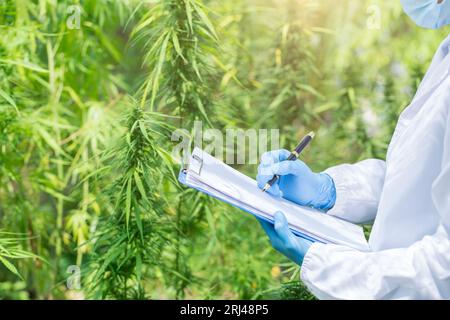 Marihuana-Forschung, Wissenschaftlerin im Hanffeld, die Pflanzen und Blumen untersucht, Konzept der alternativen Kräutermedizin, Marihuana. Organische Hanfkräuter Stockfoto