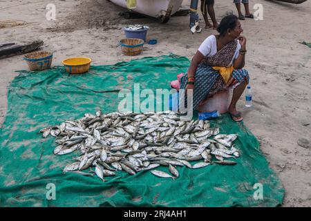 Palolem Beach, South Goa, Indien. August 2023. Fischer bringen ihre Boote an die Küste, um den frühen Morgenfang des Tages auf einem spontanen Markt am Sand zu verkaufen.Paul Quezada-Neiman/Alamy Live News Credit: Paul Quezada-Neiman/Alamy Live News Stockfoto