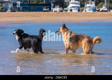 Schwarz-weiß Border Collie Welpe und deutscher schäferhund spielen im Wasser am Strand. Stockfoto