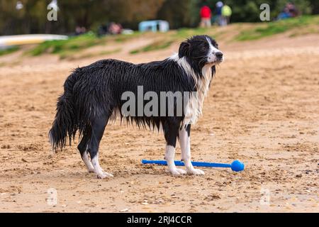 Niedliches, feuchtes Border Collie Welpen, das am Sandstrand steht Stockfoto