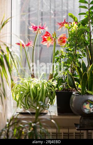 Amryllis blüht. Helle Blüten einer roten bauchigen Zimmerpflanze auf der Fensterbank neben anderen Zierpflanzen Stockfoto