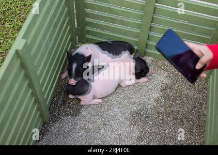 Zwei schwarz-weiße Zwergschweine liegen in einem grünen Gehege, wobei eine Hand eine Hand hält, um das Schwein zu fotografieren. Stockfoto