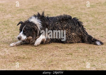 Dreckiger Border Collie Welpe liegt an einem sonnigen Tag auf dem Boden Stockfoto