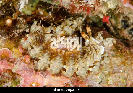 Blue Dragon Nudibranch, Pteraeolidia ianthina, mit Eiern, Tauchplatz Arborek Jetty, Arborek Island, Dampier Strait, Raja Ampat, West Papua, Indonesien Stockfoto