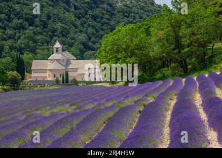 Senanque Abbey Gordes Provence Lavendelfelder Notre-Dame de Senanque Stockfoto