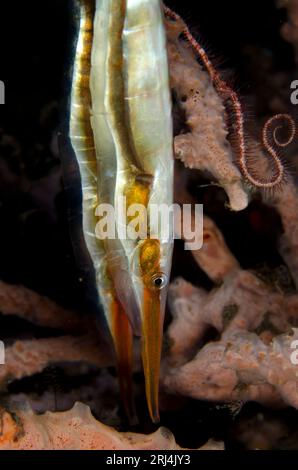 Shrimpfish, Centriscidae Famils, Paar von Korallen, Seraya House Reef Tauchplatz, Seraya, Bali, Indonesien Stockfoto