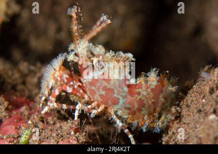 Marbled Shrimp, Saron sp, Nachttauchgang, Seraya House Reef Tauchplatz, Seraya, Bali, Indonesien Stockfoto