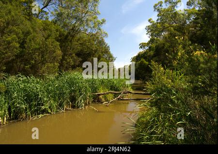 Melbourne ist berühmt für seinen „kopfüber“ Yarra River - aber das Gleiche passiert mit lokalen Bächen nach Regen. Kooyongkoot Creek am Blackburn Lake. Stockfoto