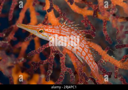 Langnasen-Hawkfish, Oxycirrhites typus, in Korallen, Liberty Wrack Tauchplatz, Tulamben, Karangasem, Bali, Indonesien Stockfoto