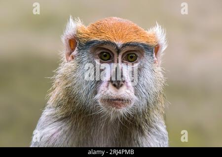Ein erwachsener Berbermakak (Macaca sylvanus) sieht sehr neugierig aus Stockfoto
