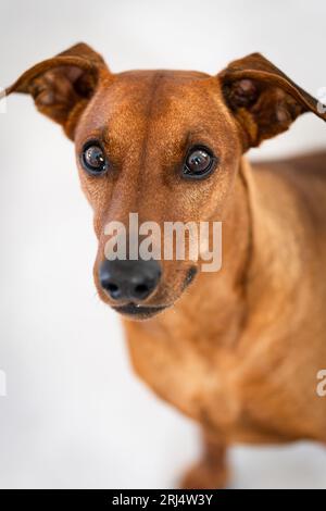 Deutscher Pinscher in der Kamera Portrait Stockfoto