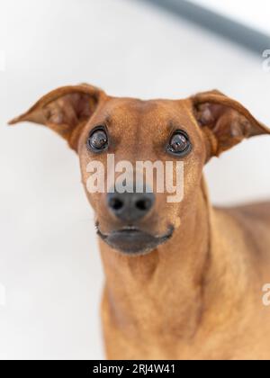 Deutscher Pinscher in der Kamera Portrait Stockfoto