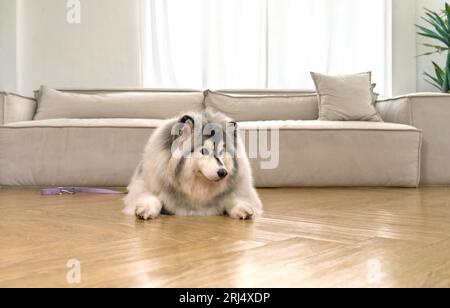 Ein gehorsamer Hund, der geduldig auf einem Zimmerboden sitzt, eine bequeme Couch, die dahinter sitzt. Stockfoto