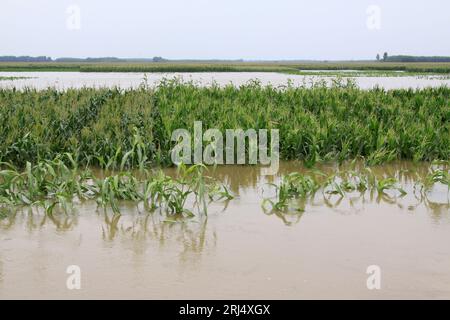 Luannan, 2. August：Maispflanzen im Hochwasser am 2. August 2012, Luannan, Hebei, China. Stockfoto