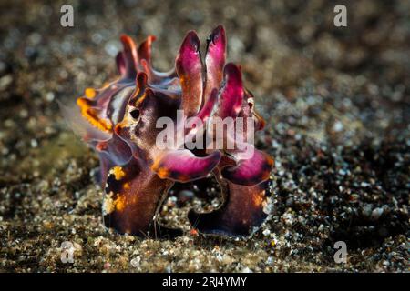 Extravagante Tintenfische hier in der Lembeh-Straße Stockfoto