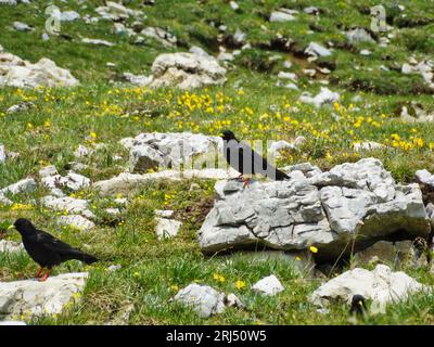 Auf einem felsigen Hügel, umgeben von üppigem, grünem Gras, befinden sich zwei alpine Choughs Stockfoto