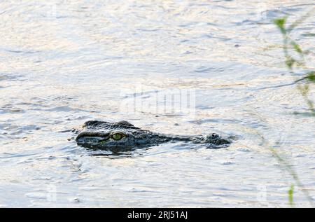 Ein großes Nilkrokodil kreuzt am frühen Morgen am Ufer entlang. Sie haben ein großes Gehirn für ein Reptil und lernen, wo Tiere trinken können. Stockfoto