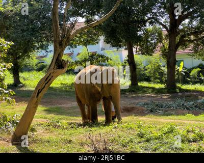 Ein majestätischer Elefant, der über eine grasbewachsene Ebene mit Bäumen im Hintergrund läuft Stockfoto