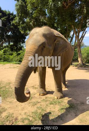 Ein majestätischer Elefant, der über eine grasbewachsene Ebene mit Bäumen im Hintergrund läuft Stockfoto