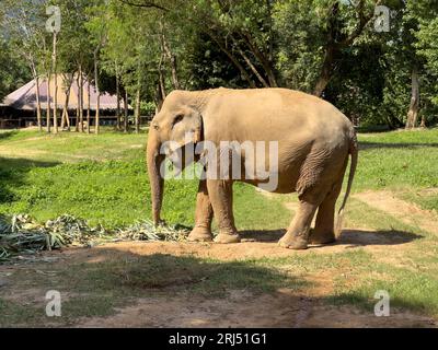 Ein majestätischer Elefant, der über eine grasbewachsene Ebene mit Bäumen im Hintergrund läuft Stockfoto