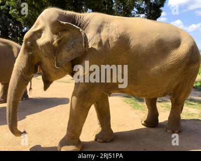 Ein majestätischer Elefant, der über eine grasbewachsene Ebene mit Bäumen im Hintergrund läuft Stockfoto