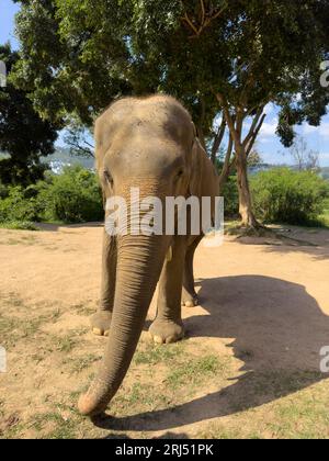 Ein majestätischer Elefant, der über eine grasbewachsene Ebene mit Bäumen im Hintergrund läuft Stockfoto