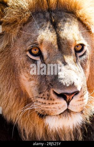 Männliches Löwenporträt in Sabi-Sands privater Wildreservesafari reist Südafrika Stockfoto