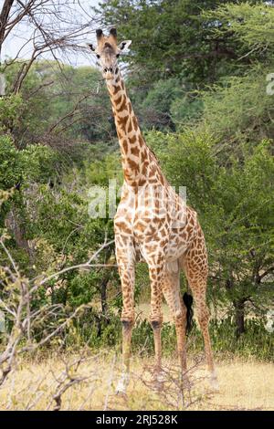 Ein großer Masai Giraffe blickt neugierig auf ihn. Da sie das höchste lebende Säugetier sind, haben sie eine ausgezeichnete Sicht, ein hervorragendes Hörvermögen und einen ausgezeichneten Duft. Stockfoto