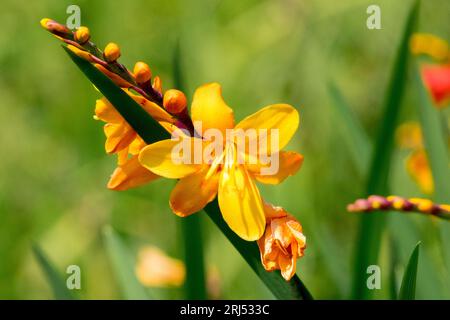 Orange, Blumenkopf, Crocosmia „Columbus“ Stockfoto