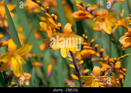 Blumen, Orange, Crocosmia 'Columbus', Blume, Garten, Köpfe, Crocosmia x Crocosmiiflora, Pflanzen Stockfoto