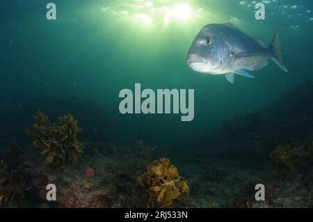 Großer Australasischer Snapper Pagrus auratus auf algenbedecktem Flachriff am späten Abend. Lage: Leigh Neuseeland Stockfoto