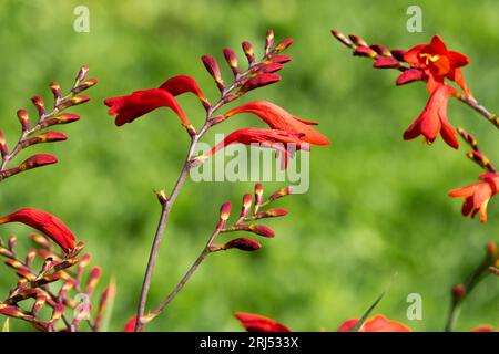 Rot, Crocosmia „Emberglow“, Blume, Montbretia, Sommer, Garten Stockfoto