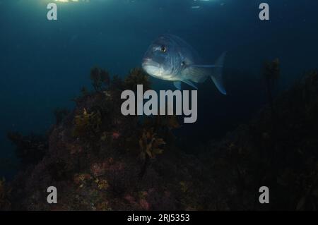 Großer Australasischer Snapper Pagrus auratus am nächtlichen Seetang-Riff. Lage: Leigh Neuseeland Stockfoto