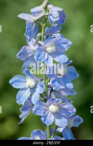 Flower, Blue, Delphinium, Portrait, Larkspur, Garden, Delphinium elatum 'Cliveden Beauty' Stock Photo