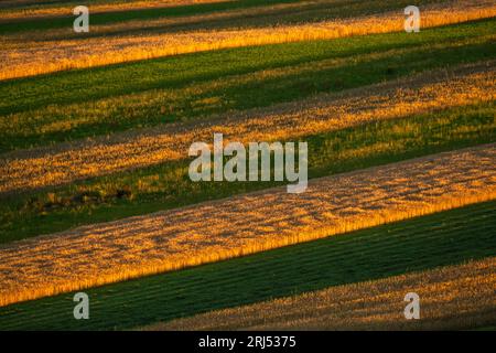 Schöne, in Streifen auf hügeligen Feldern angeordnete Bio-Pflanzen Stockfoto