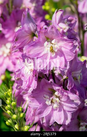 Larkspur Pink, Blume, Porträt, Delphinium Astolat, Gruppe, Pazifik, Serie, Delfine, Garten Stockfoto